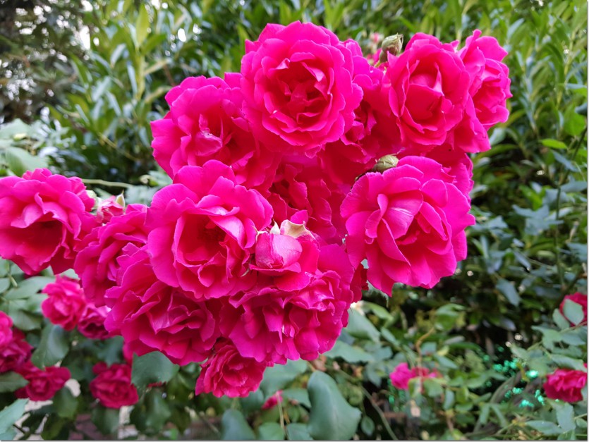 20190521_092739.jpg