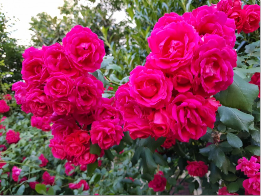 20190517_131435.jpg