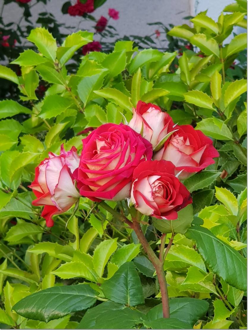 20190517_130754 복사_2.jpg