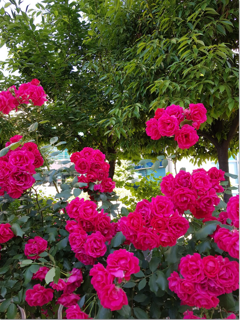 20190517_131821.jpg
