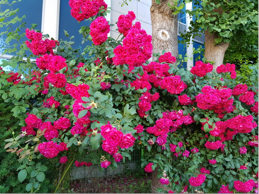 20190521_091219.jpg