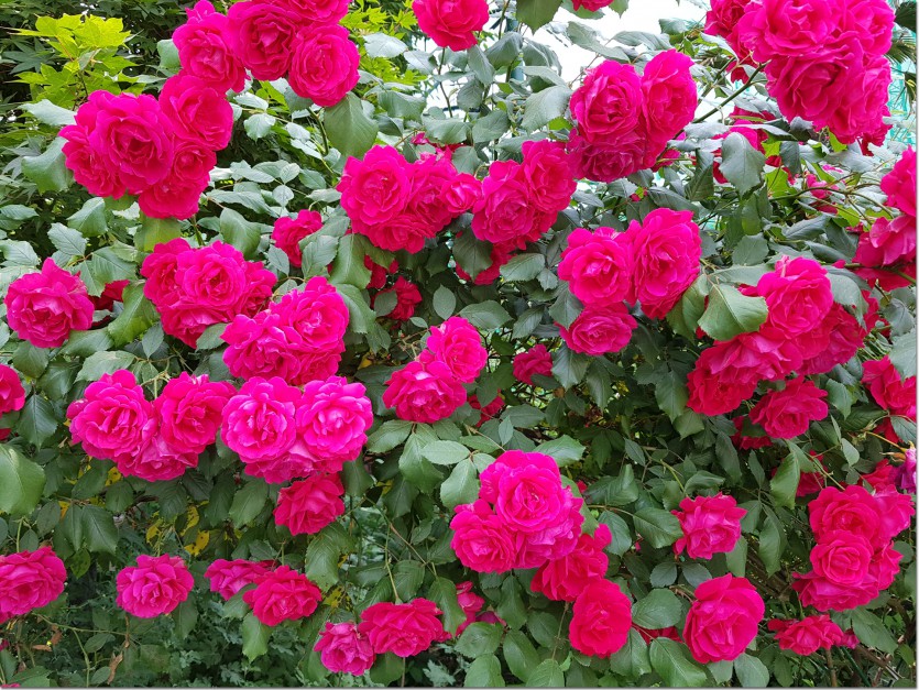 20190517_105241.jpg