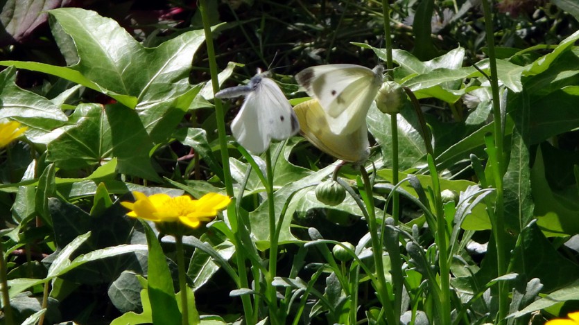DSC02569.jpg