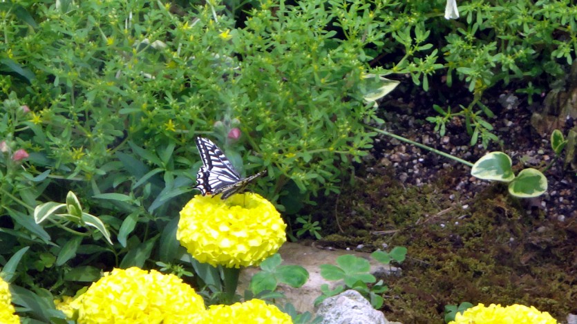 DSC02564.jpg